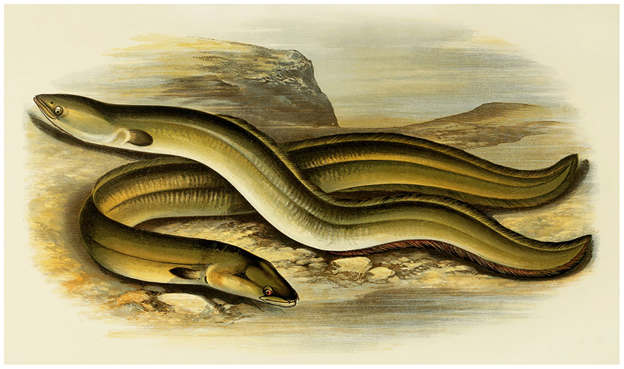 Węgorza łączy z wężem nie tylko zewnętrzne podobieństwo. Grafika: A. F. Lydon, źródło: Biodiversity Heritage Library (DP).