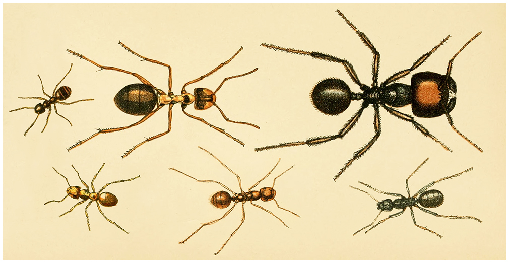 etymologia nazwy słowa mrówka