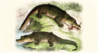 etymologia nazwy krokodyl i aligator https://etymologicznamenazeria.wordpress.com/2017/05/11/krokodyl-z-cukrem-i-aligator-z-latawcem/