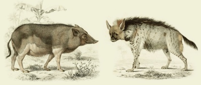 etymologia nazw hiena i świnia https://etymologicznamenazeria.wordpress.com/2018/08/15/hiena-i-balizuar-czyli-gdzie-sie-czai-swinia/