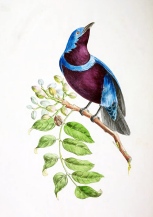 Bławatnik modry (Cotinga maculata). Ilustracja: J. T. Descourtilz / DP / Biodiversity Heritage Library.