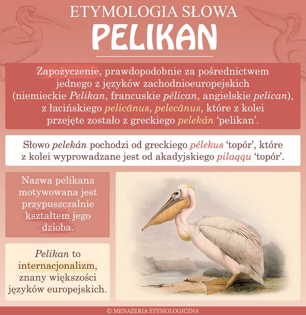 geneza wyrazu pelikan