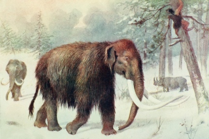 etymologia nazwy mamut https://etymologicznamenazeria.wordpress.com/2021/08/30/mamut-czyli-ziemny-rog/